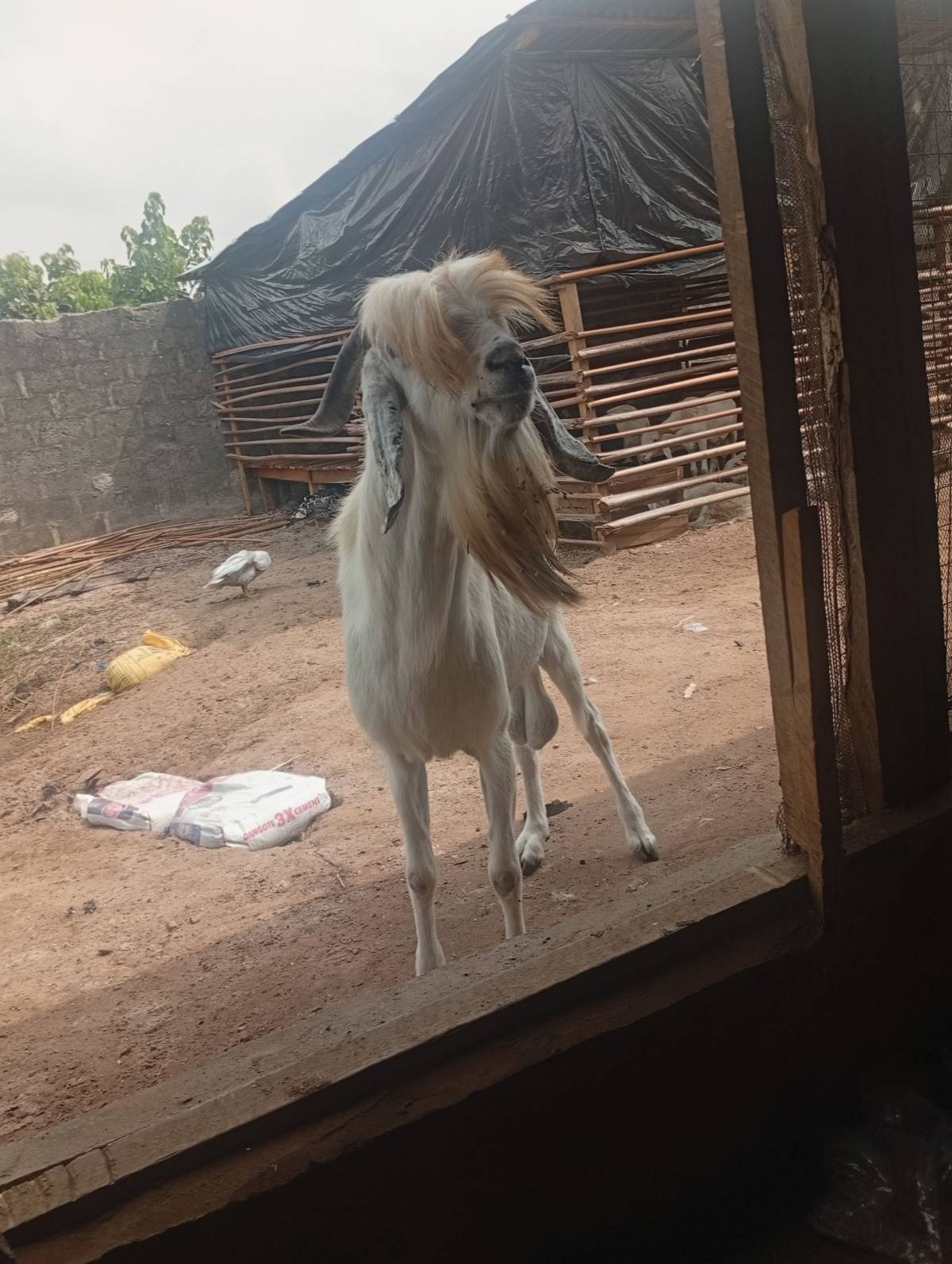Big boi