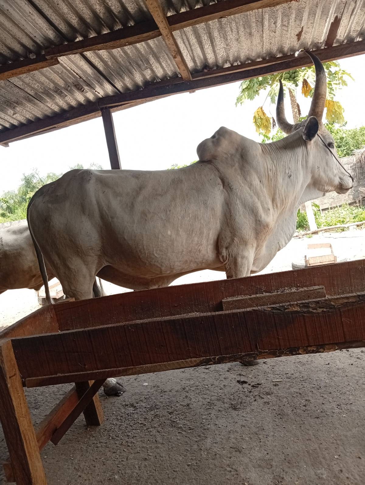 Godama Farm.