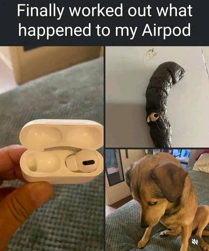 Freaking dogs….🤣😂