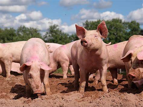 DO YOU KNOW PIG IS THE MOST CLEANEST ANIMAL.....
https://www.facebook.com/share/p/1E267RjMpS/