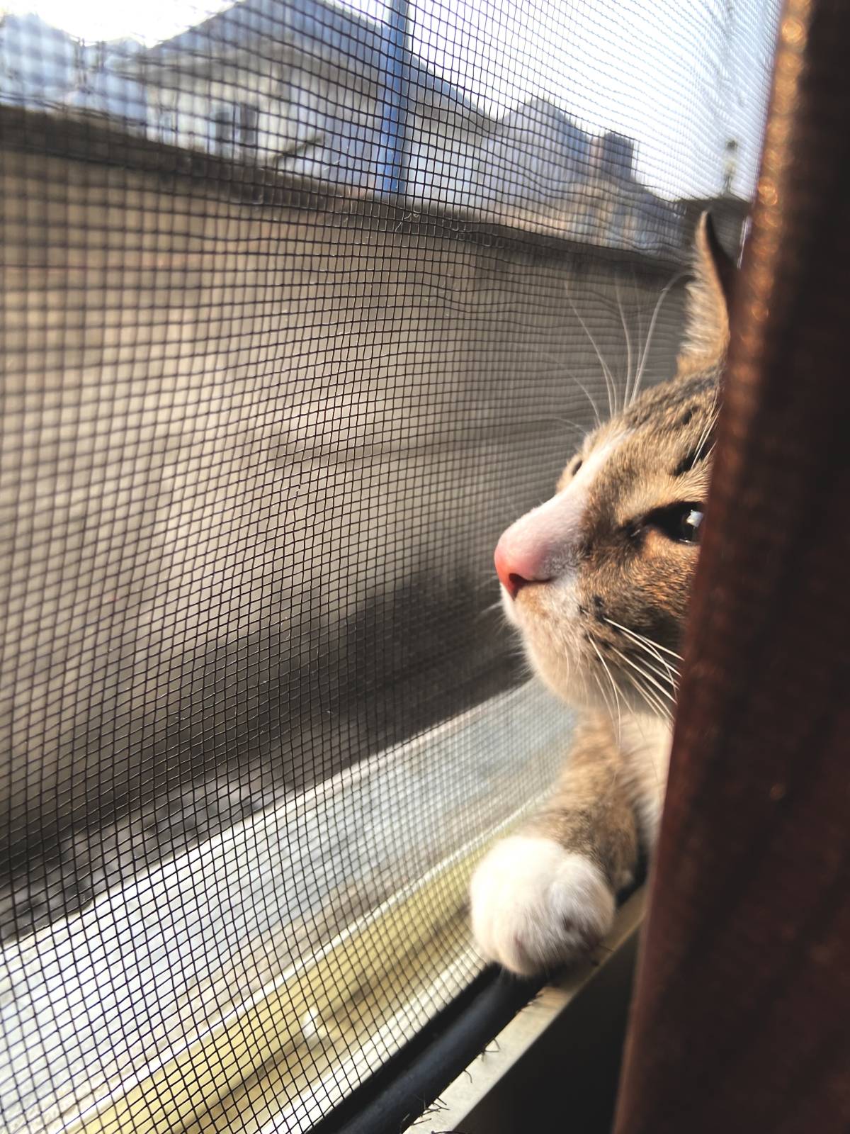 My cat’s favorite spot is the window.

#pets