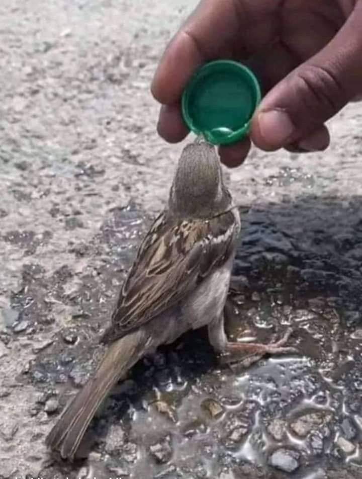 Cute 🥰 🥰 🥰 🥰
#HumanityRestored #LekeeLekeeCommunity #LekeeLekee #Trending #NaijaPride #LekeeLe...