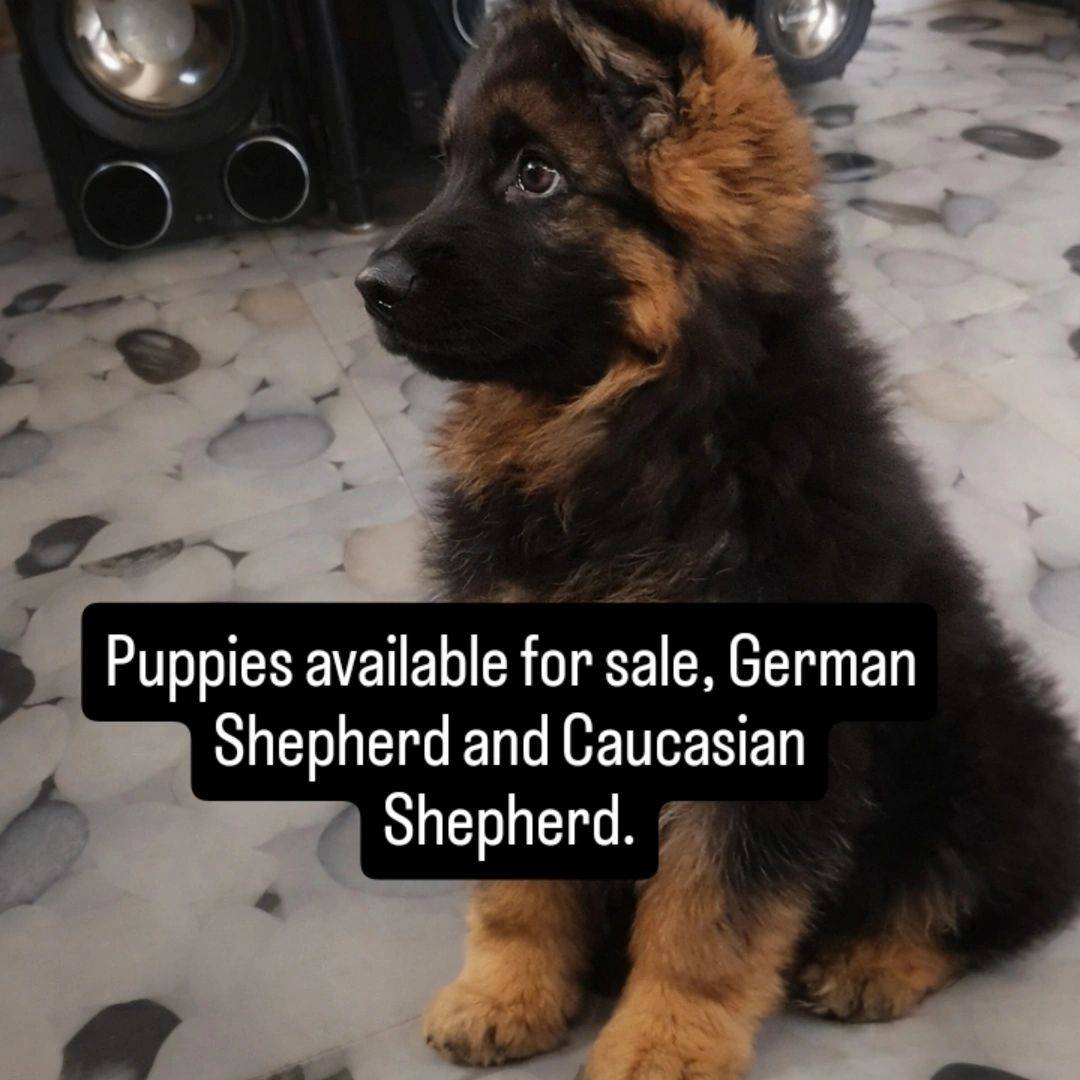 Female German Shepherd is available in Abuja for sale.