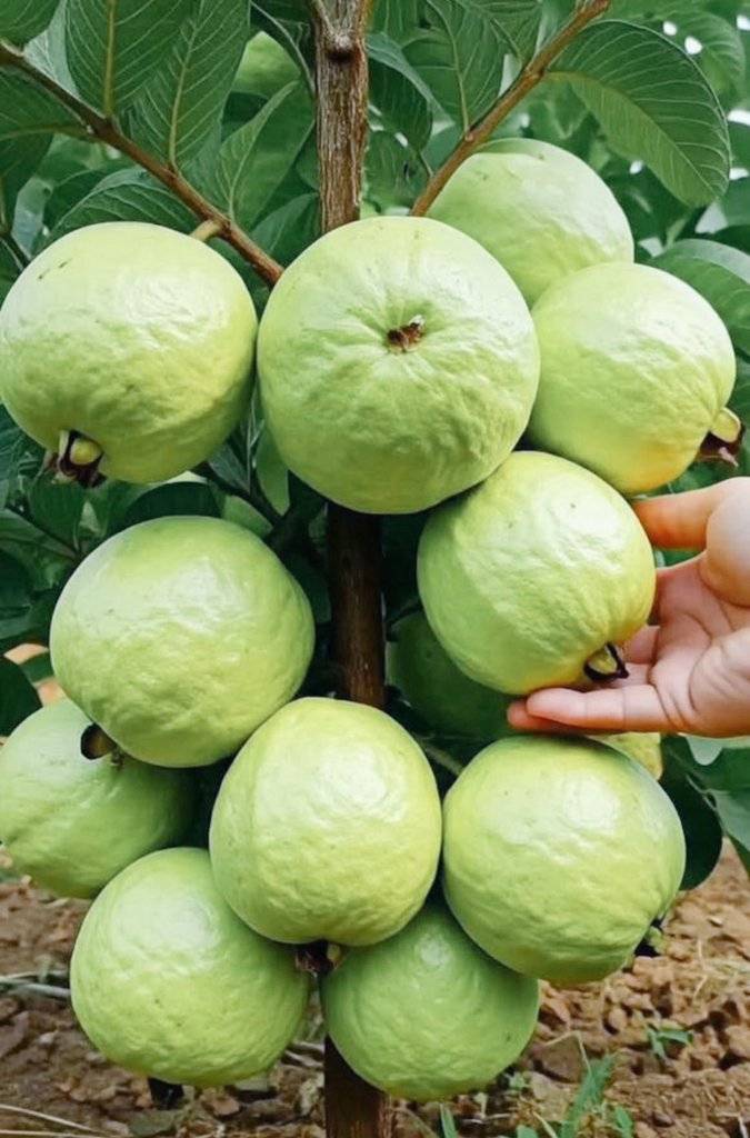May this week be fruitful to all of us