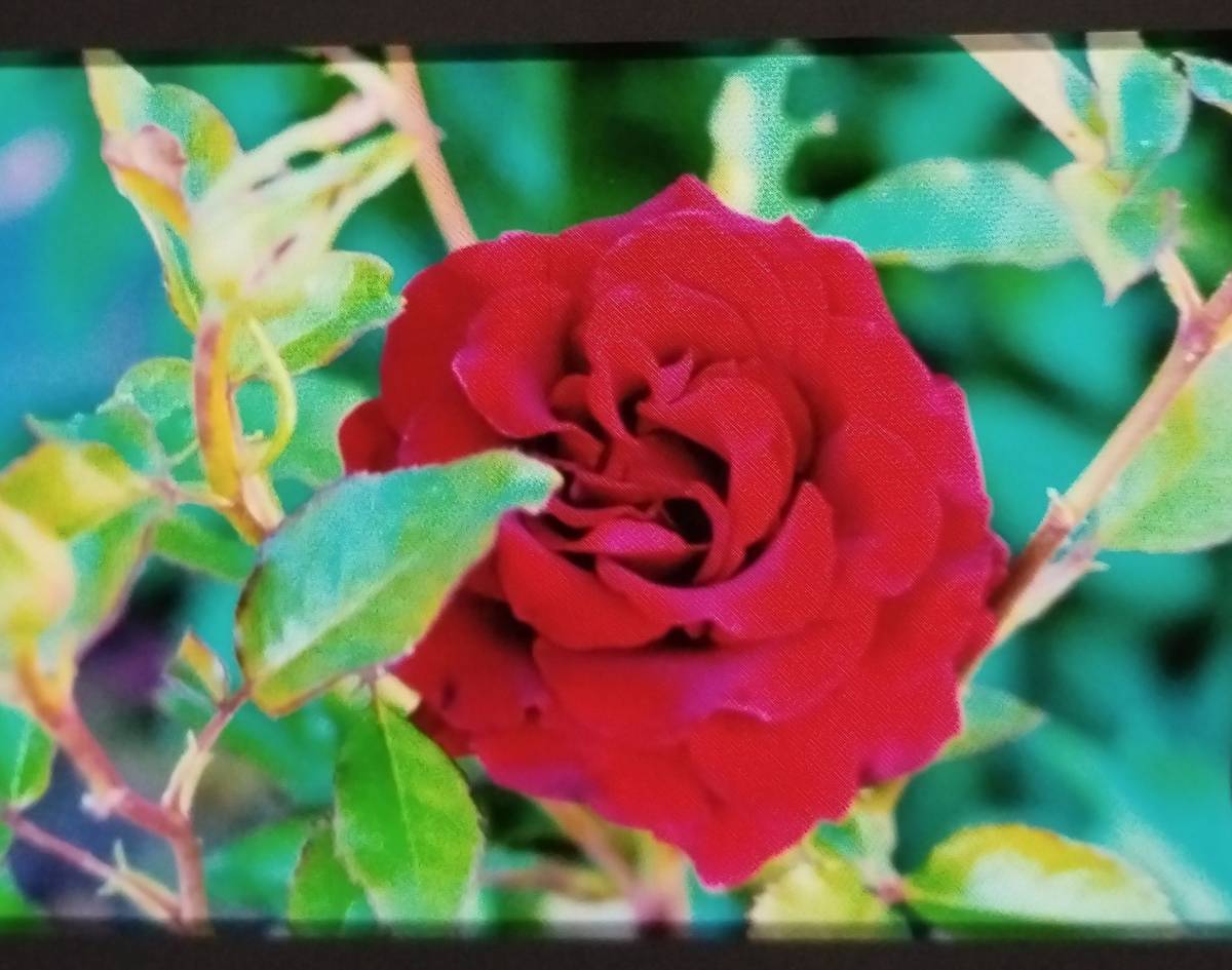 Marriage is like a ROSE plant
๐น๐น๐น ๐น ๐น ๐น ๐น
Beautiful and Scentful.
Everyone loves to have t...