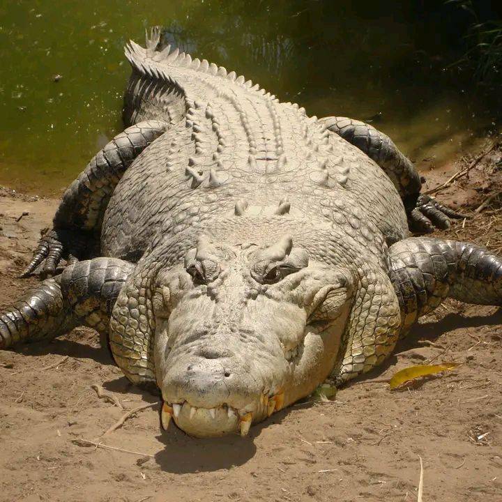 What animal can kill a crocodile on both land and river ๐ค