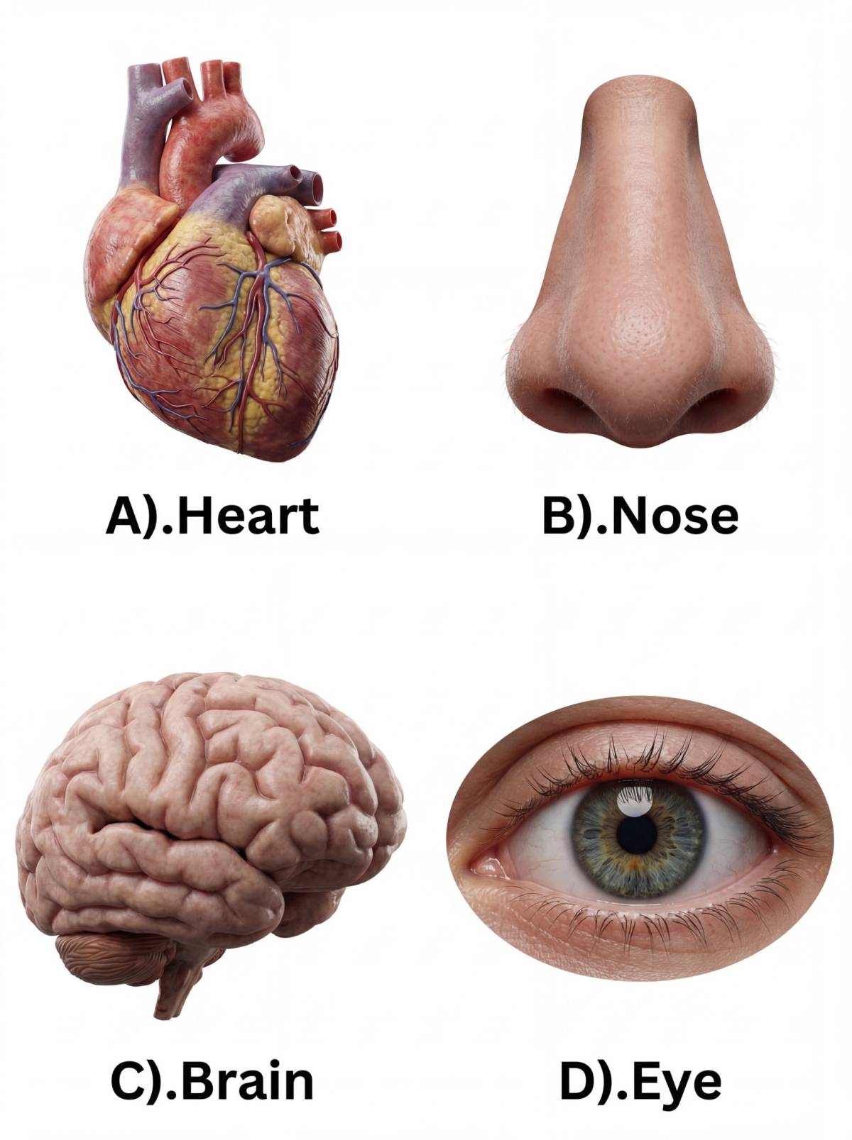Can someone tell me the organ in the body that works 24hrs without stopping or resting ?
