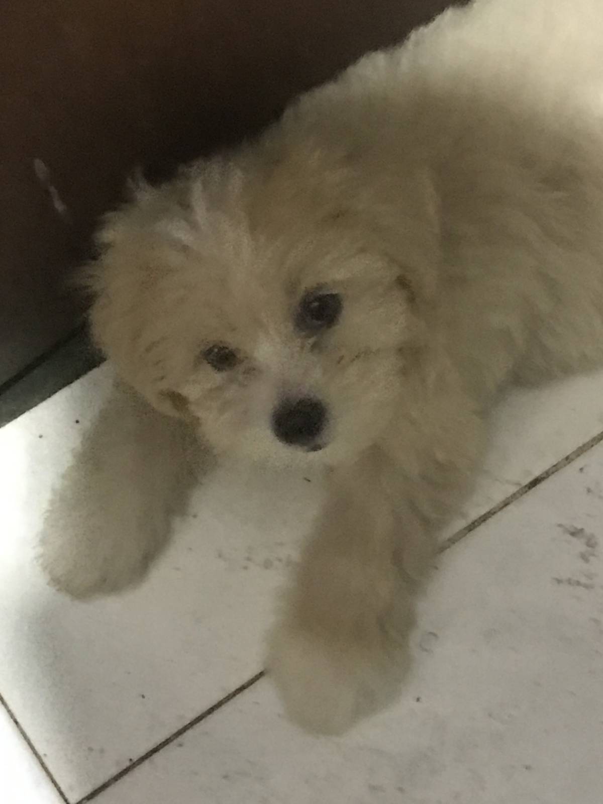 Dog are spirits that can see other spirits
