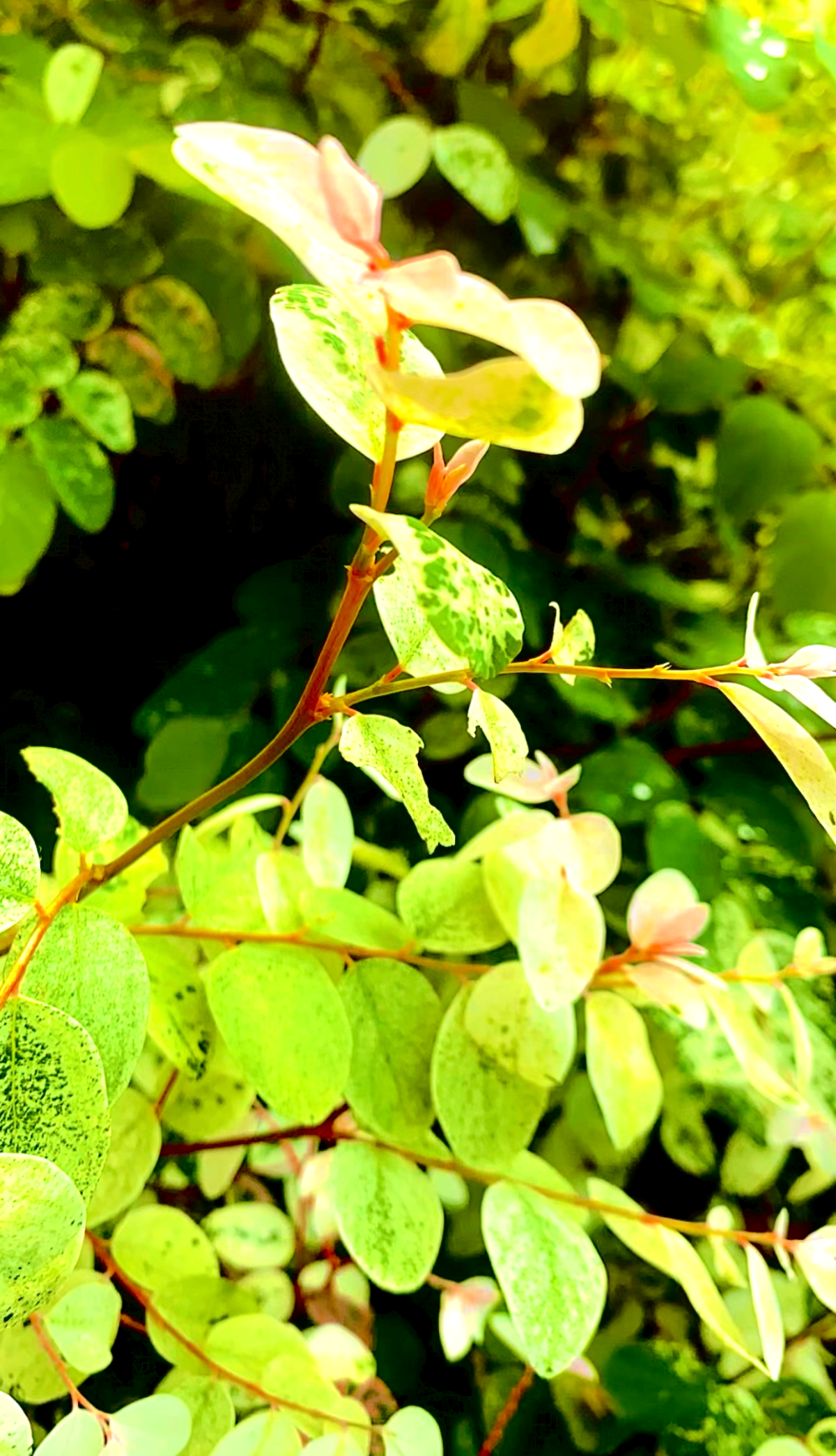 Do you know that #Beautiful flowers makes you happy when you look at them?