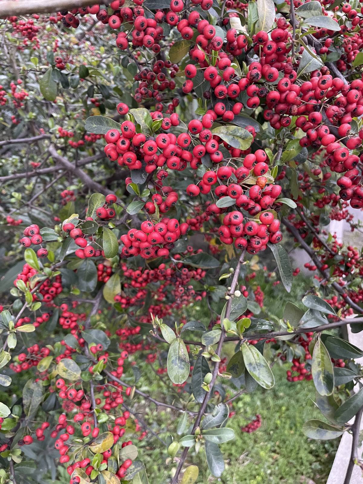 People are like fruits on a plant - some are very sweet, some are very bitter and many are tasteless...