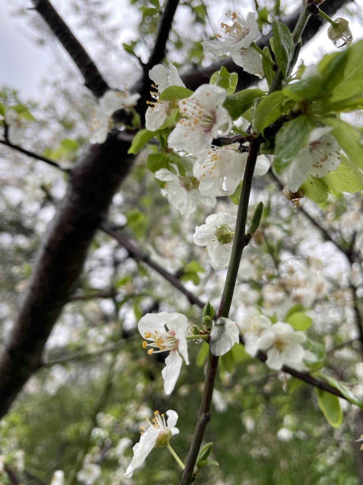 Good people are like a flower, “when they blossom, they attract everything that lives, but when they...