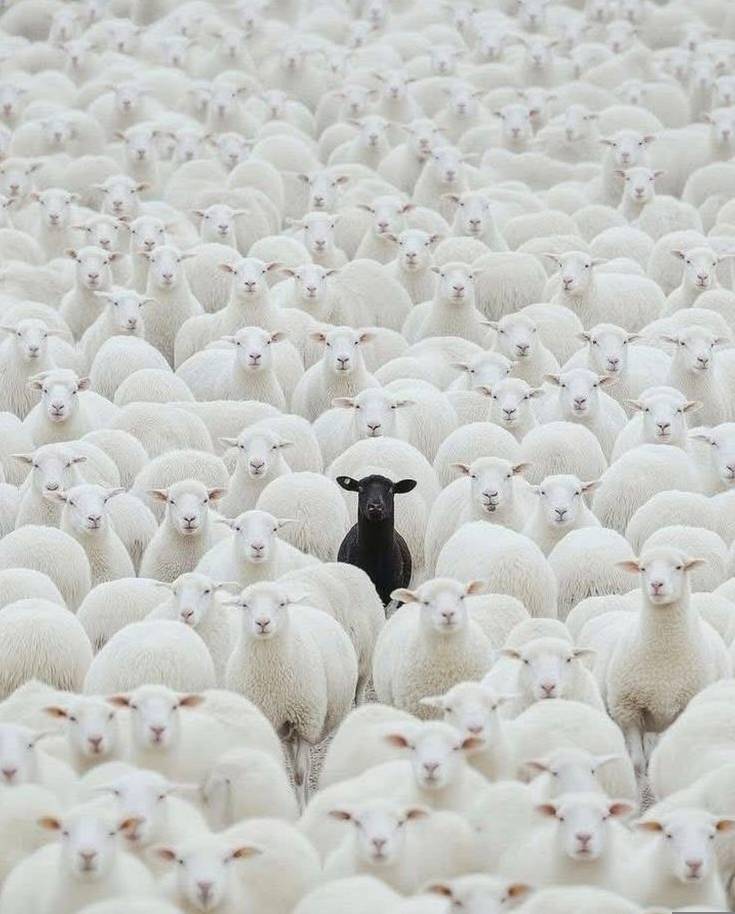 They may call you the black sheep ๐๐๐.
But
I see you as the beginning of a whole new story..
Do...
