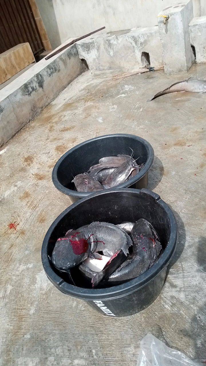 Fashgrills!