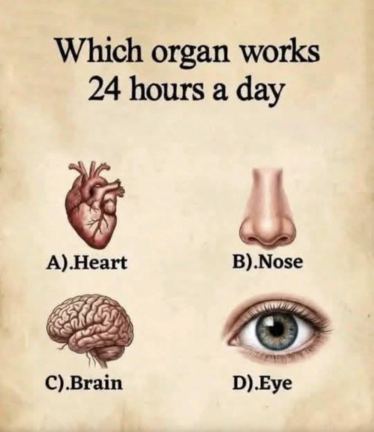 Which organ in our body work 24 hours non-stop???
