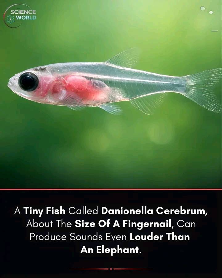 Danionella cerebrum is a tiny transparent freshwater fish from Myanmar that reaches only about 10–13...