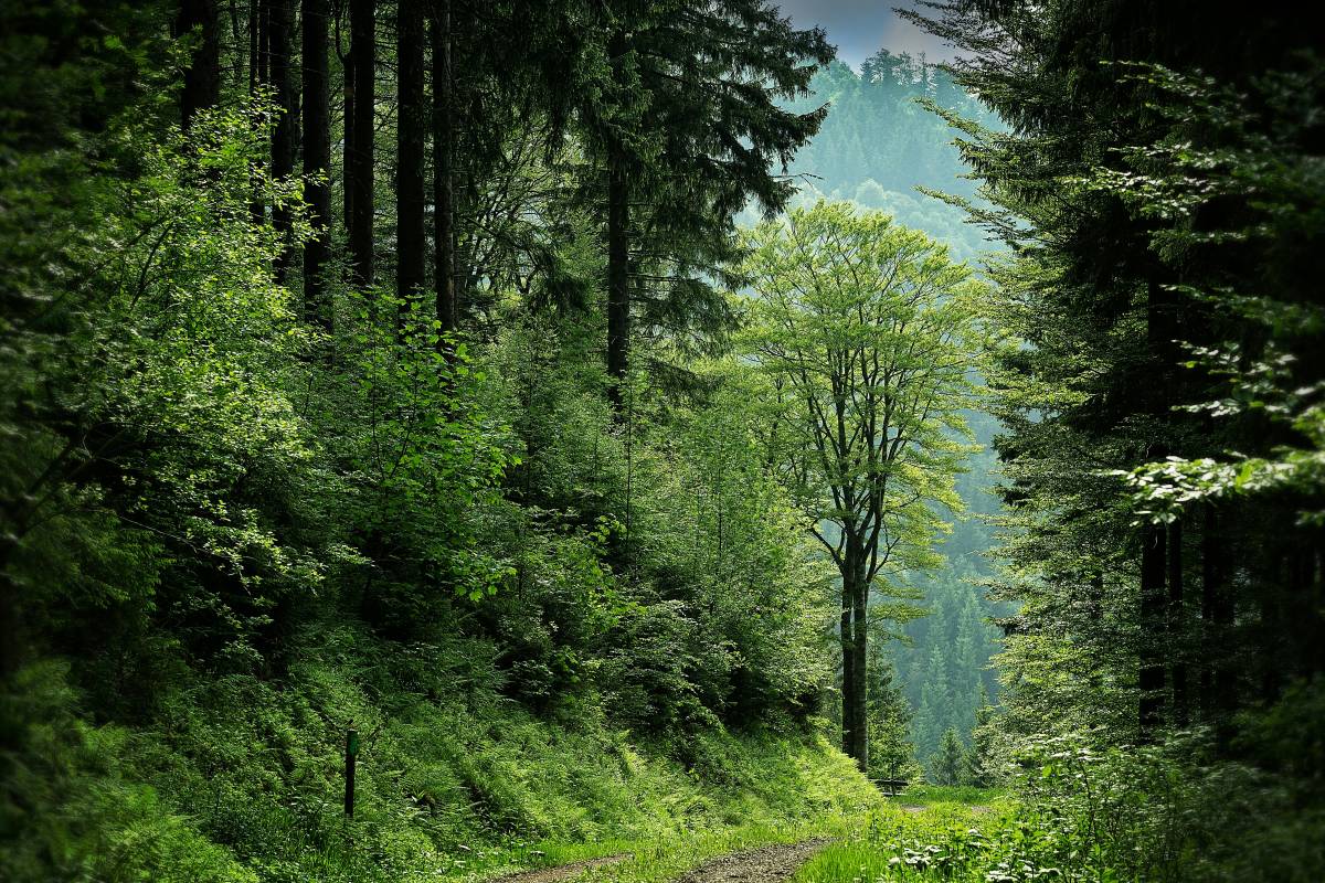 International Day of Forests
The global community marks the International Day of Forests every year...