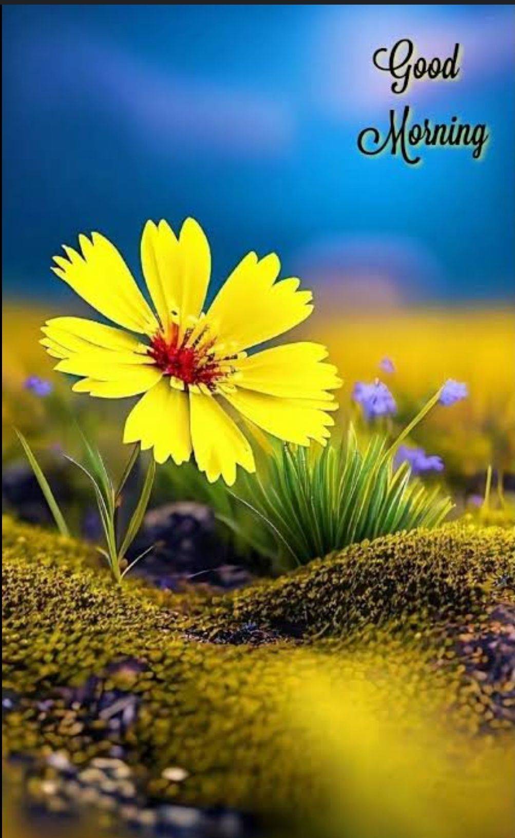 Good morning 
May your life continue to blossom.