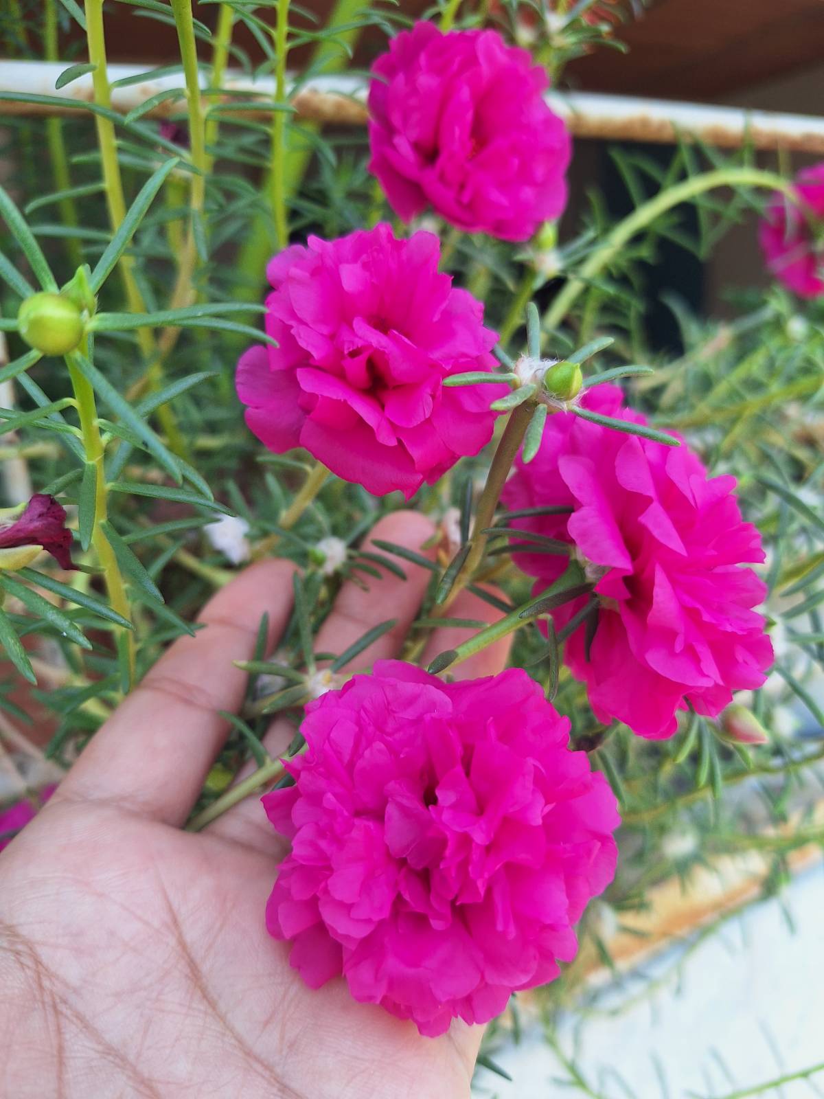 Keep your energy as high and vibrant as these flowers🌷🌺