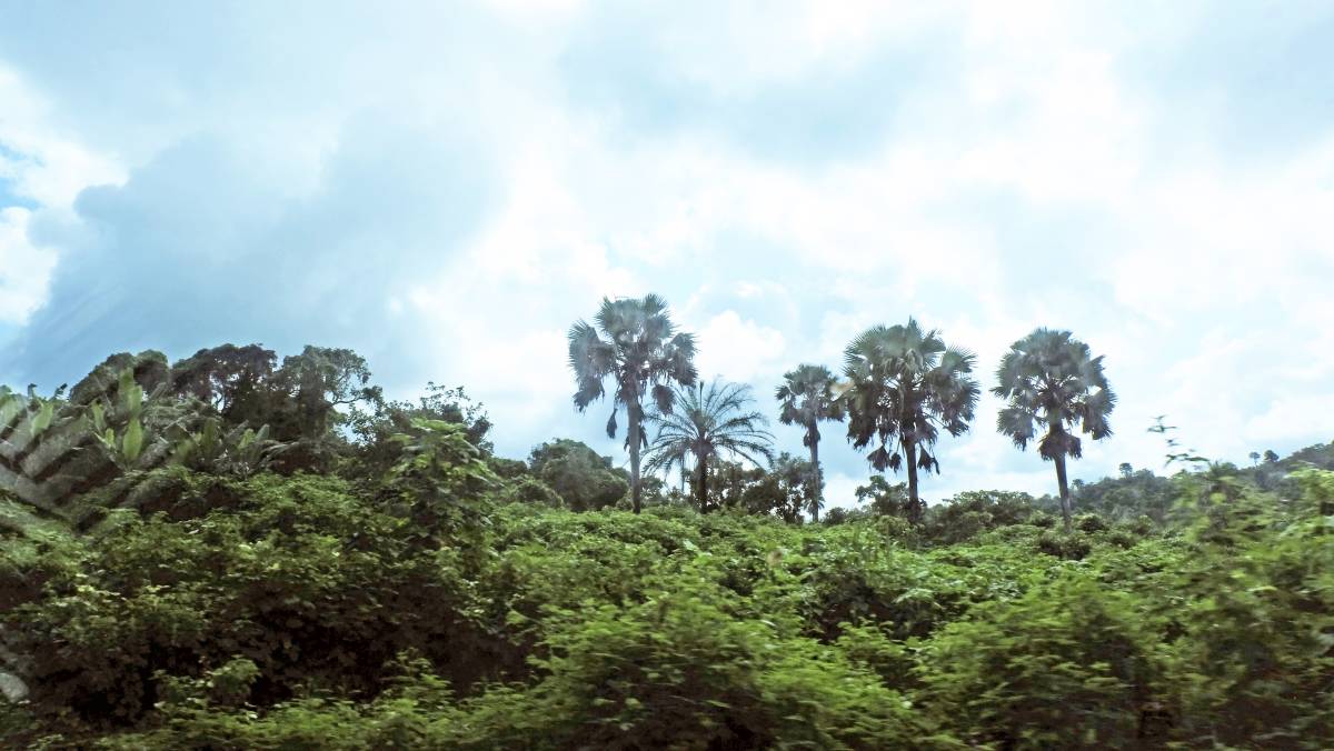 Thick bushes surround the community. The invaders now have a perfect breeding space to unleash mayhe...