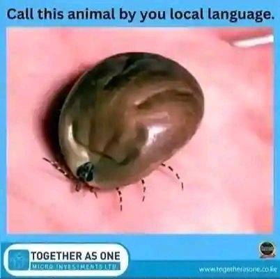 Hello please what is this?