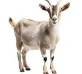Who was cut in the April fool net this morning.... I was prank to feel like this image ...........ha...