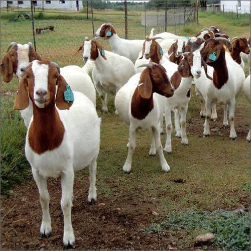 BREAKING: Texas hires 300 goats to clear invasive vegetation in a local community.