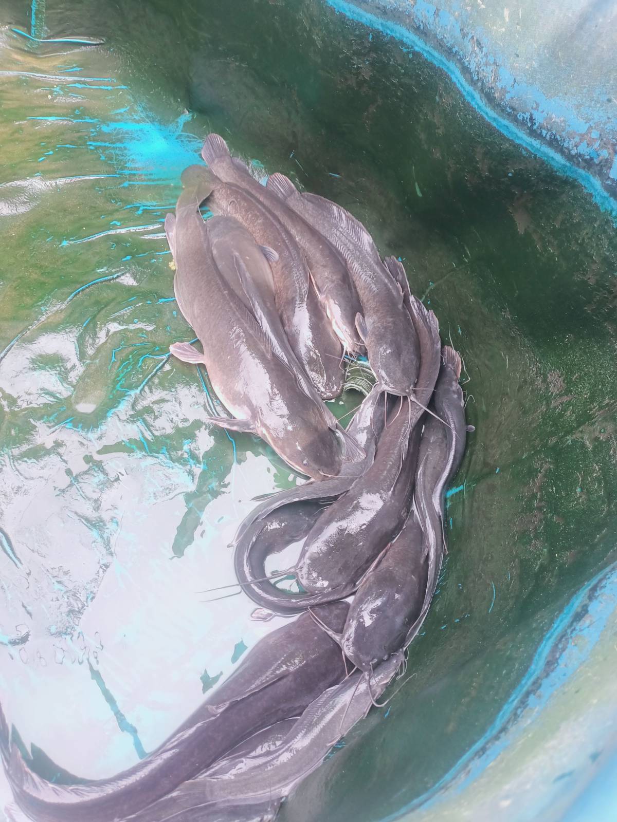 Over 5kg cat fishes for sale. 

Reach out.