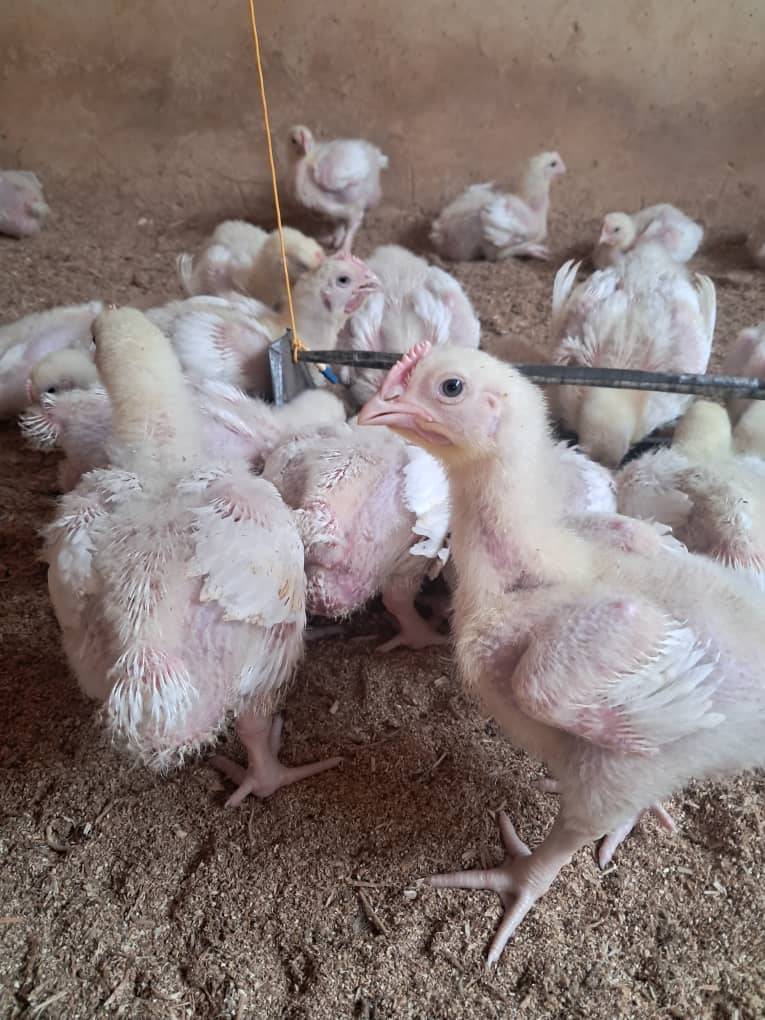 Waking up every morning to your farm ( poultry) not knowing what to expect....so unpredictable
Like...