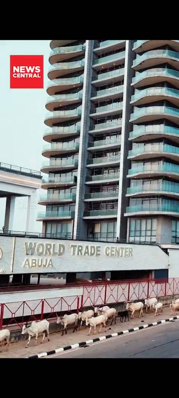 Cows strolling past the World Trade Center Abuja isn’t comedy — it’s commentary. A glass symbol of g...