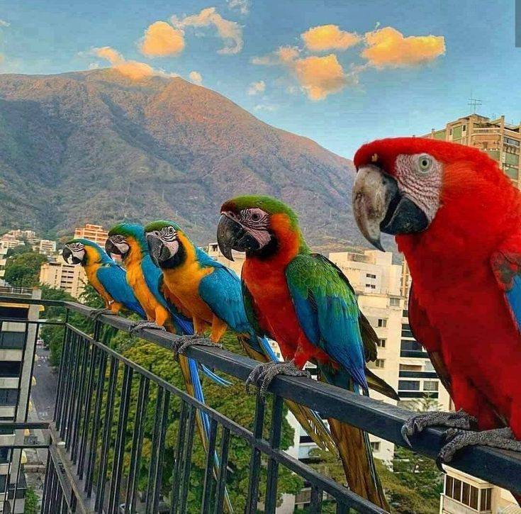Did you know Caracas' sky is filled with glorious Guacamayas?.
#Venezuela's capital is home to hund...