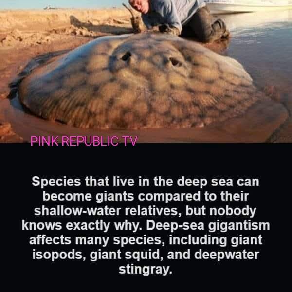 Did you know?