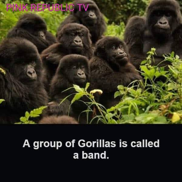 🤣🤣🤣🤣 did you know?