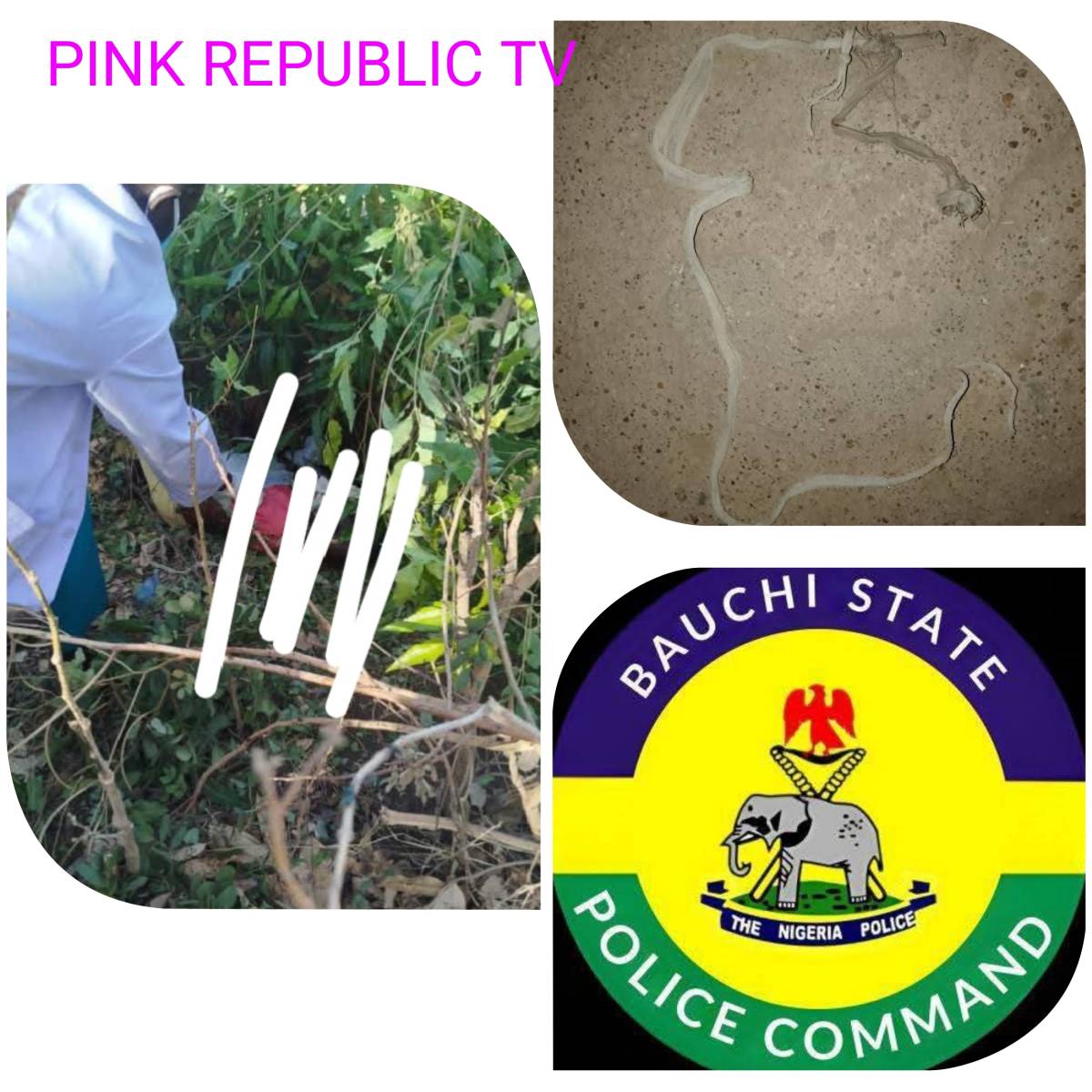 https://pinkrepublic12.blogspot.com/2026/03/bauchi-police-arrested-insider.html?m=1