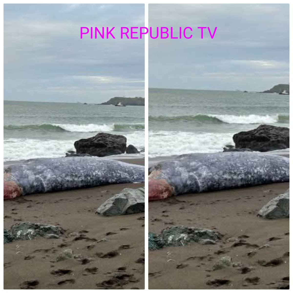 https://pinkrepublic12.blogspot.com/2026/03/at-least-three-gray-whales-found-dead.html?m=1