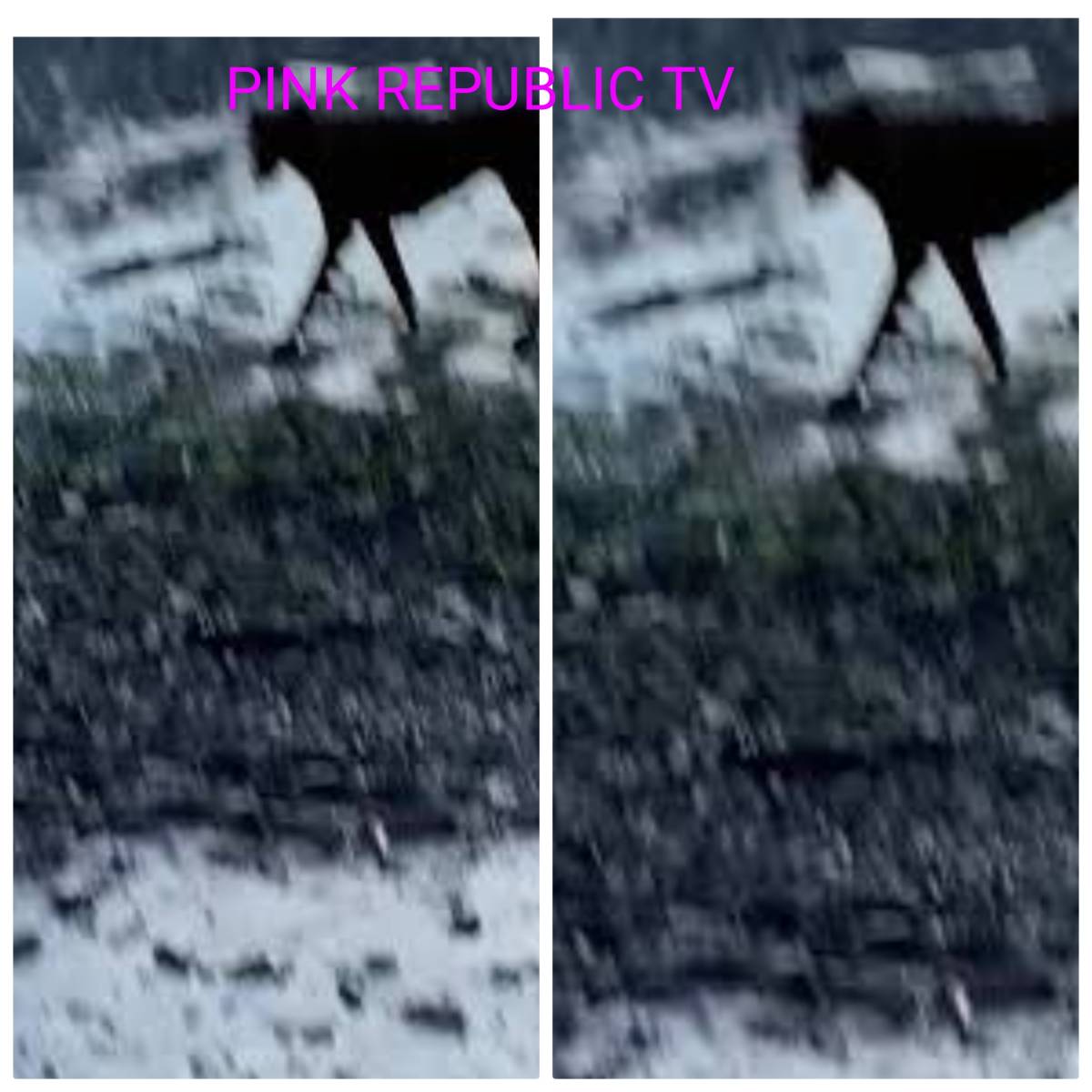 https://pinkrepublic12.blogspot.com/2026/04/21-dead-dogs-wash-ashore-on-guemes.html?m=1