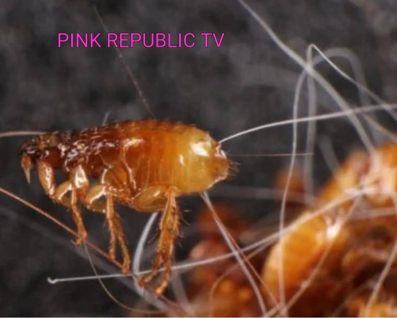 https://pinkrepublic12.blogspot.com/2026/04/flea-borne-typhus-resurges-in-los.html?m=1