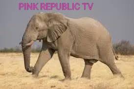 https://pinkrepublic12.blogspot.com/2026/04/an-elephant-handler-was-killed.html?m=1