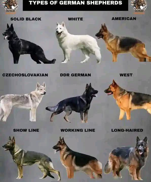 #LekeeLekee #NaijaPride #DailyGreens #DogWalkNG #phoenixDev