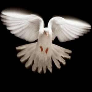 The lord is speaking peace to you this week and beyond, be still and see his salvation. This week Go...