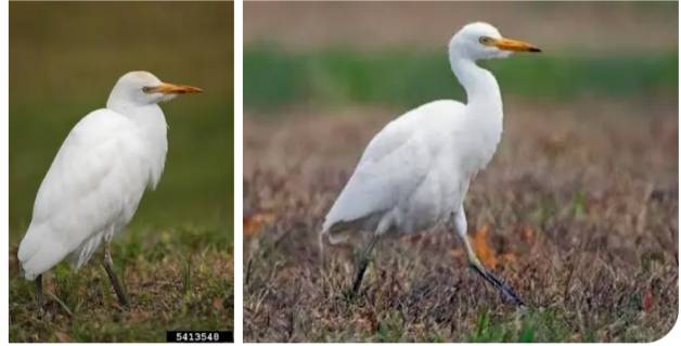 #lekeelekee, the bird, after which the app is named.