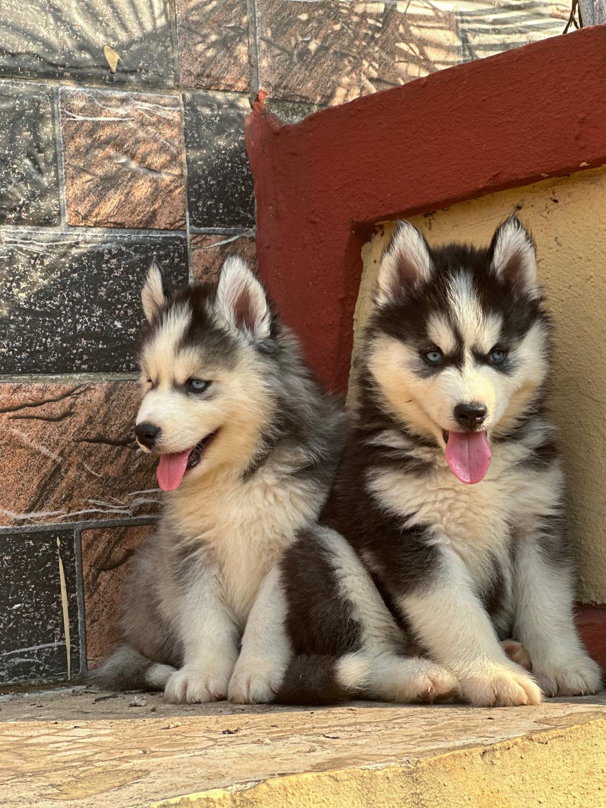 Most people love the look of a Siberian Husky.
Few understand the responsibility.
Huskies are highly...