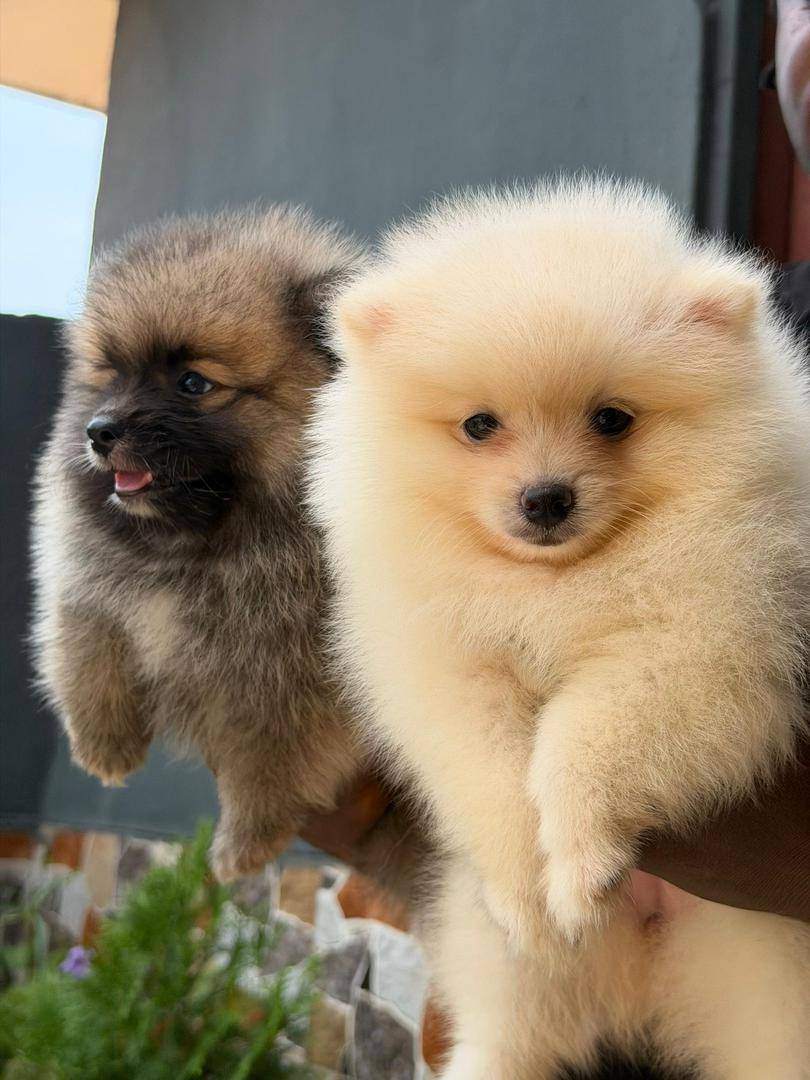 Don’t let the size fool you.
Toy Pomeranians are alert, intelligent, and surprisingly fearless.
Woul...