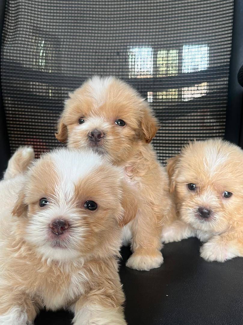 Small in size, strong in personality.
Lhasa Apsos are loyal, alert, and naturally protective despite...