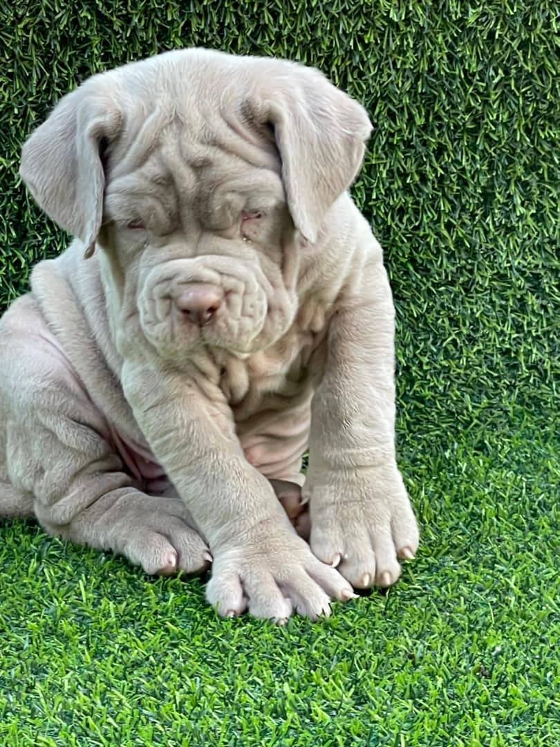 Neapolitan Mastiffs may look calm and massive but they are loyal, alert, and full of personality.
Wo...