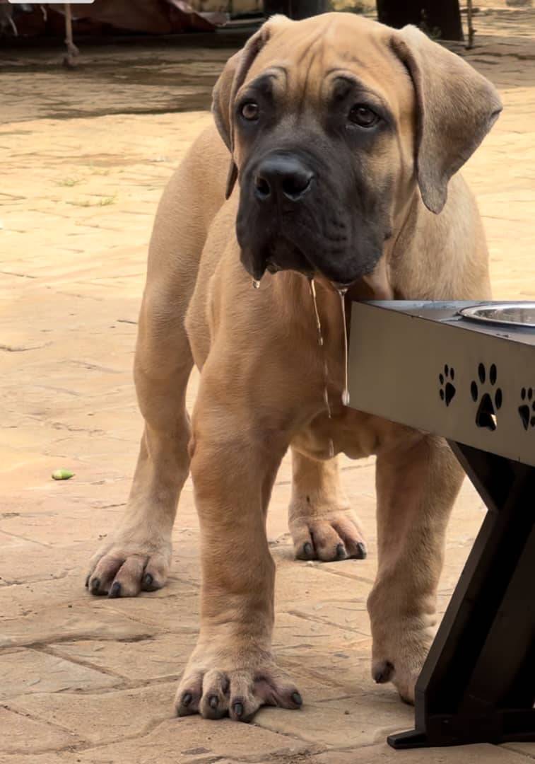 Solid frame. Strong bone structure.
That calm, focused gaze shows confidence beyond age.
Built with...