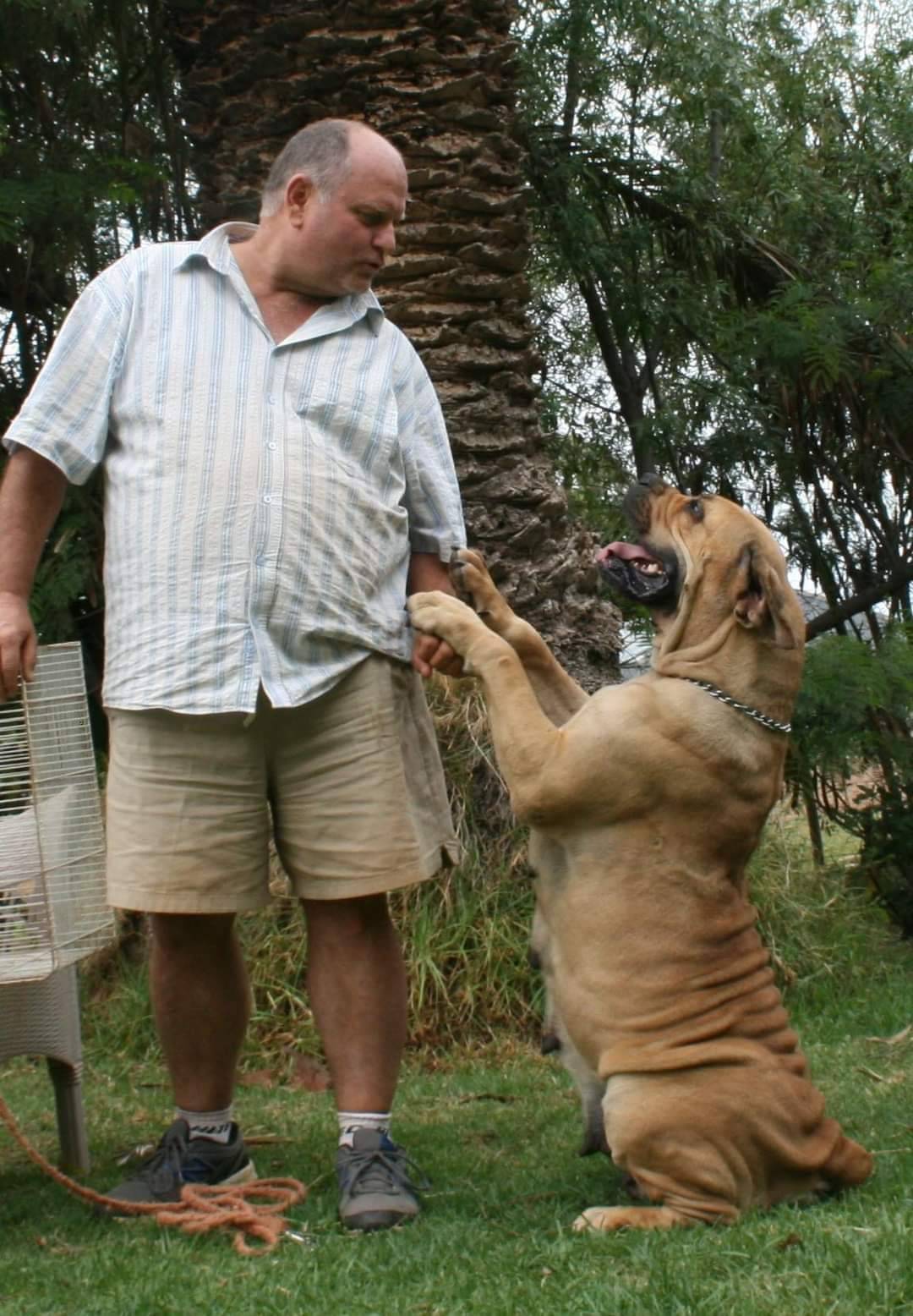 The Boerboel is a powerful working breed known for confidence, intelligence, and strong loyalty.
Des...
