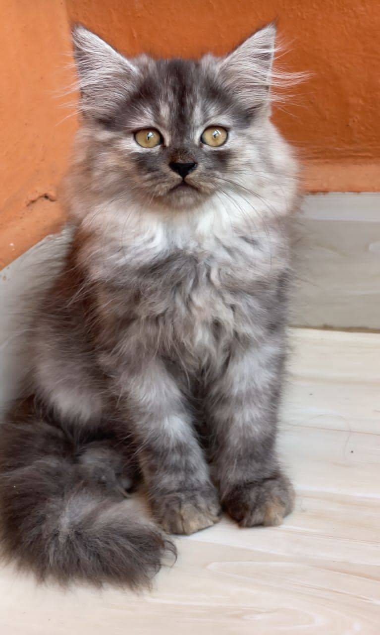 Long haired breeds like the Persian are known for their calm nature and observant eyes.
They enjoy q...