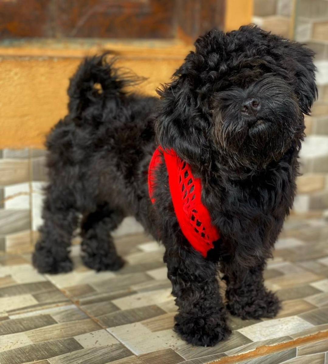 Lhasa Apsos are naturally observant and confident, often forming strong bonds with the people they t...