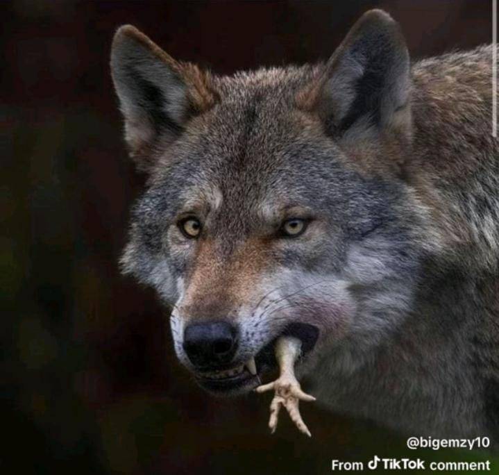 Wolves don see chicken wey dey walk alone... #LekeeLekee #Trending #logoupdates