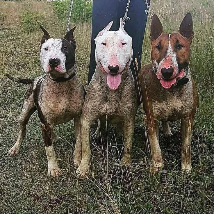 The Bull Terrier is one of the most distinctive dog breeds in the world, known for its egg-shaped he...